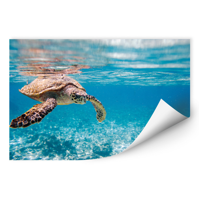 Zelfklevende Poster - Traveling Turtles