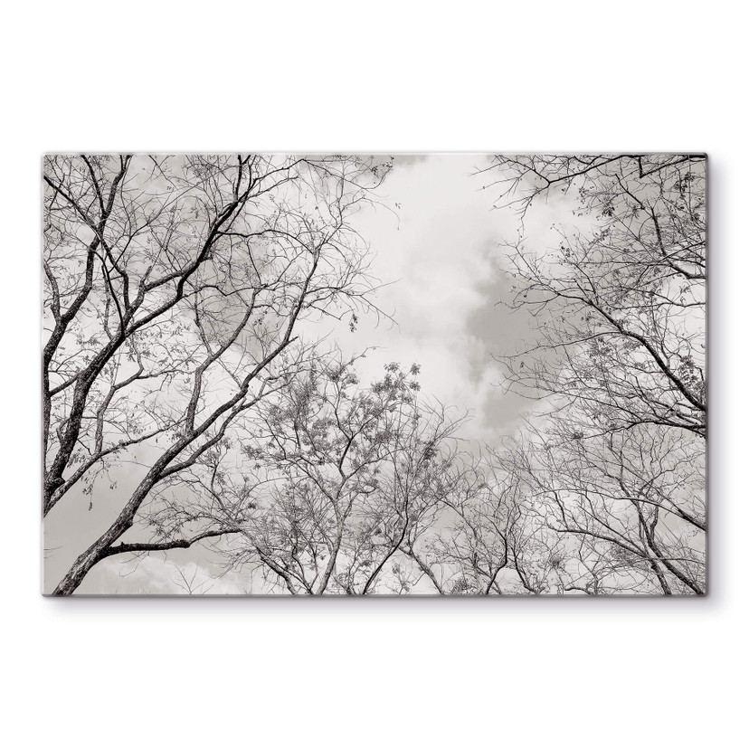 Tableau en verre Cimes des arbes dans le ciel
