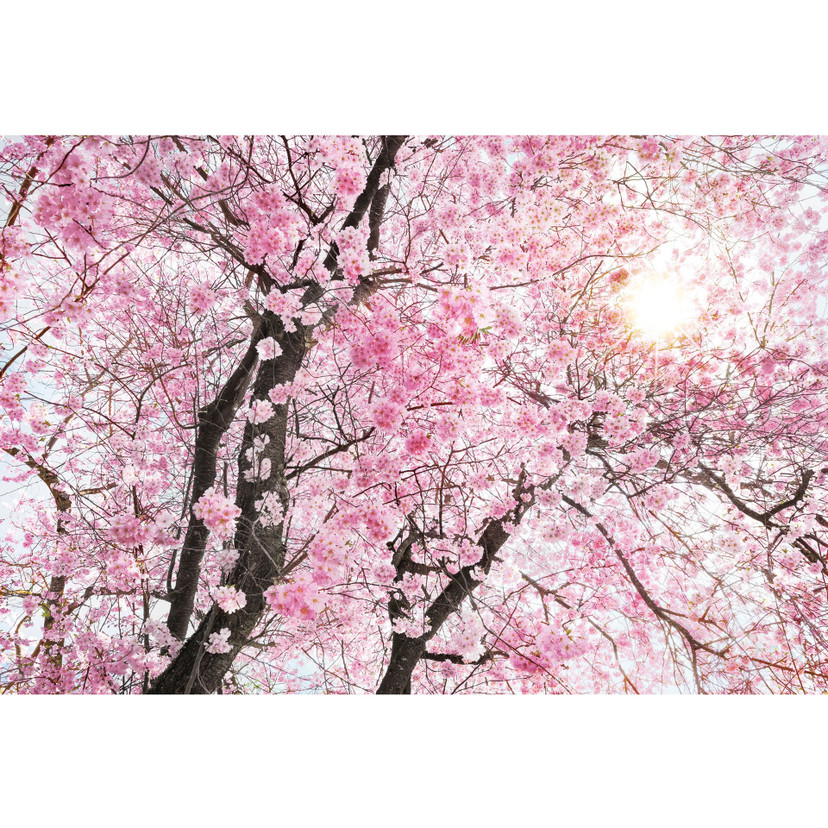 Fotobehang Bloom