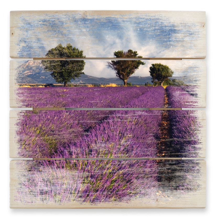 Obraz drewniany pole lawendy - 40x41,5 cm