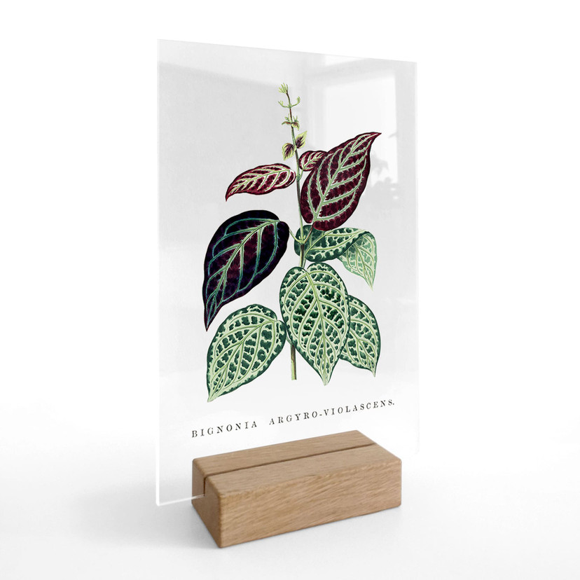 Akrylglas borddekoration Illustration af blade - Bignonia Argyro Violascea