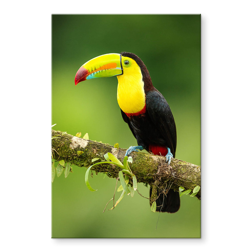 Akrylbillede van Duijn - Fiskende tukan i Costa Rica