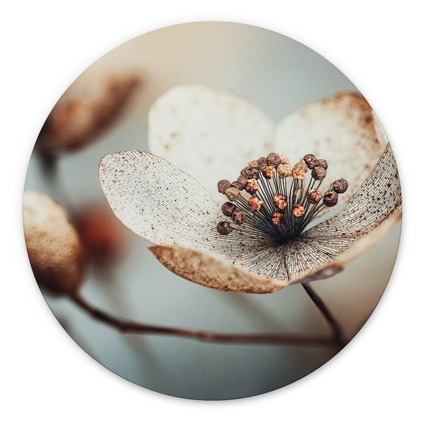 Billede Boho tørret blomst makro - Treechild - rund – print på aluminium (Alu-Dibond)