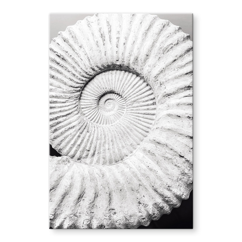 Akrylbillede Fossil muslingeskal - Shot-by-Clint
