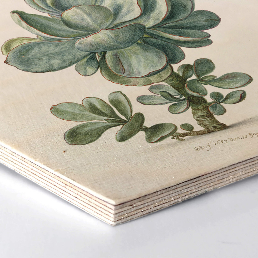 Hexagon Hout Saftleven - Vetplant