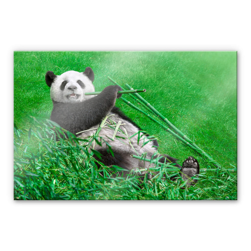Akrylbillede Ben Heine - Happy Panda