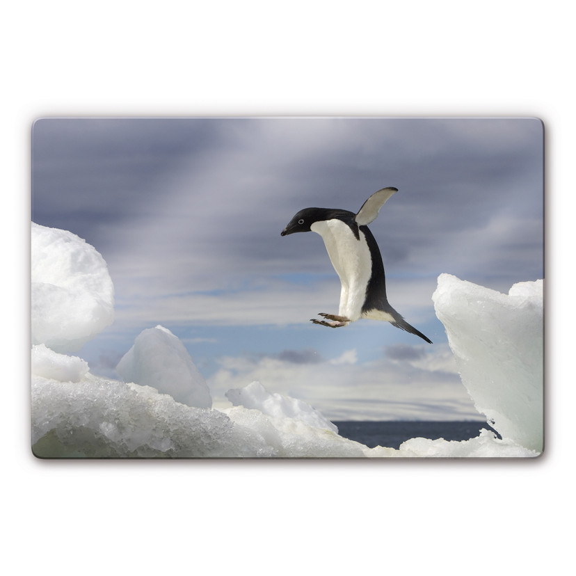Tableau en verre - NG - Pingouin en vol