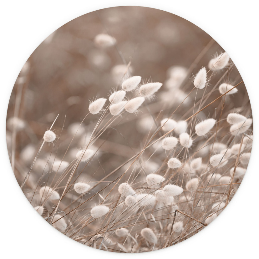 Delikatne trawy w jesiennym świetle Fototapeta - Collins - Round - tapeta flizelinowa/tapeta flizeli