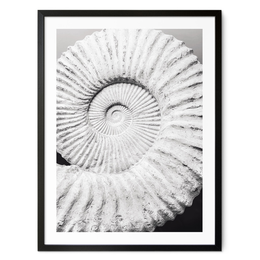 Plakat Fossil shell - Nakręcony przez Clinta