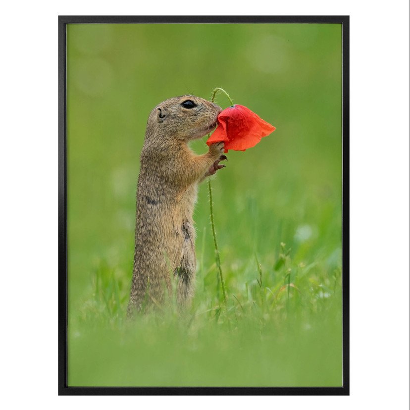 Plakat van Duijn - Wiewiórka ziemna z kwiatem maku