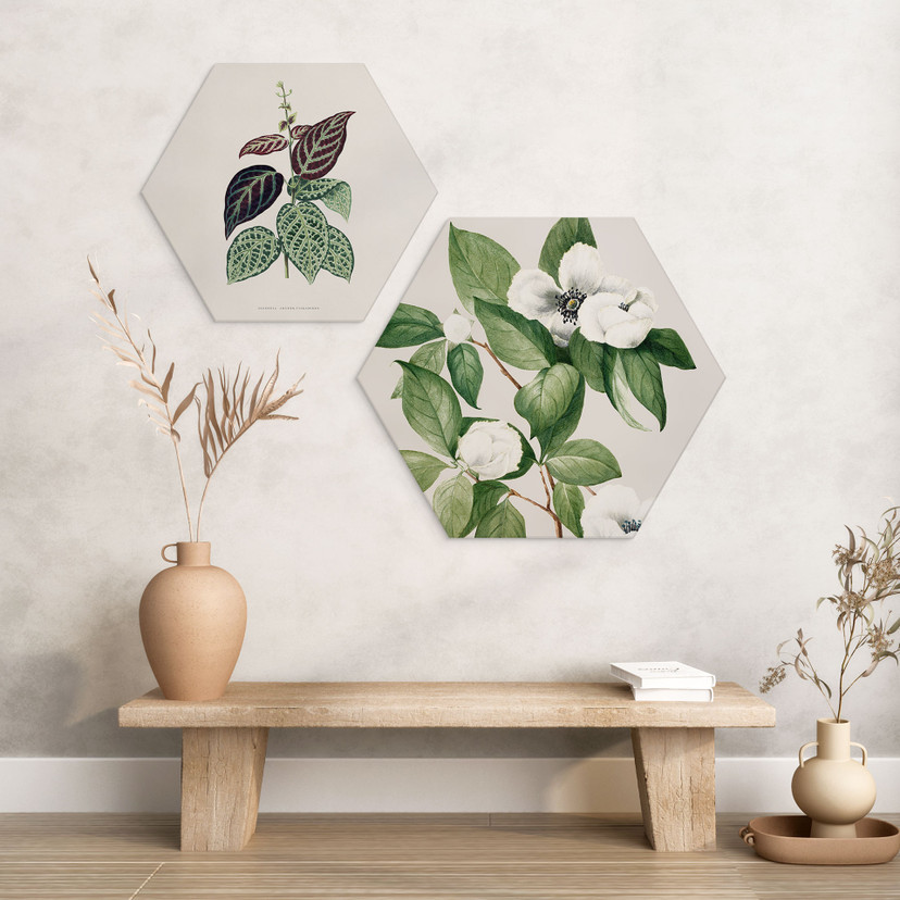 Hexagon Wandbild Botanik Illustration einer Scheinkamelie - Walcott - Alu-Dibond
