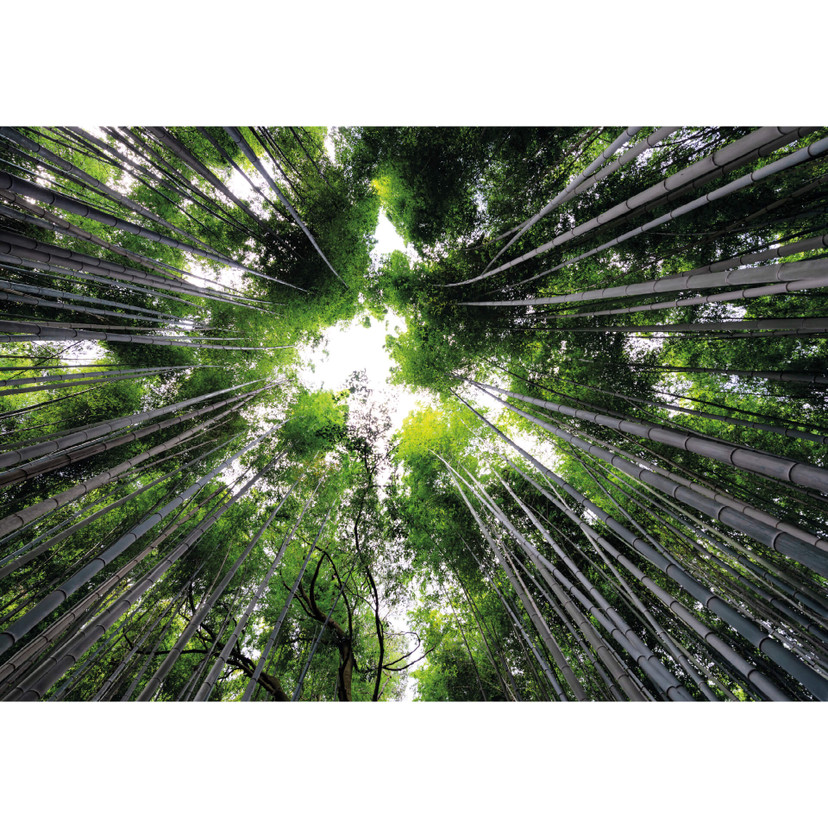 Fototapeta Hugonnard - Las w Japonii