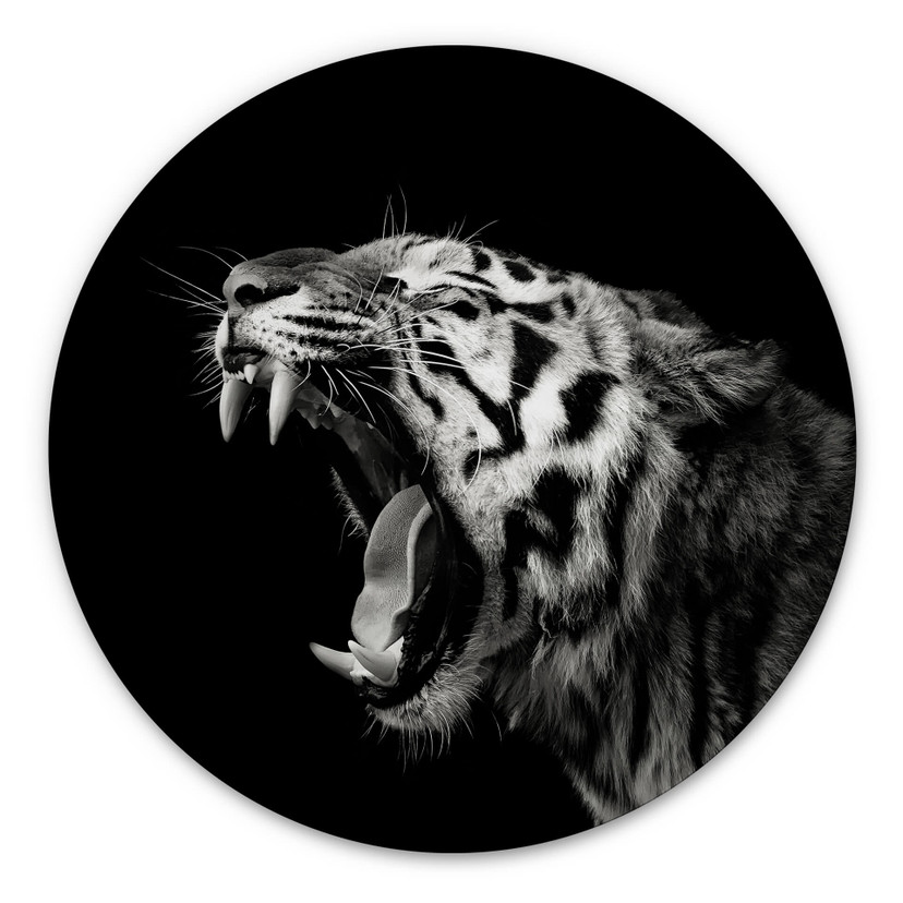 Hexagone - alu-Dibond Meermann - Le tigre - Rond