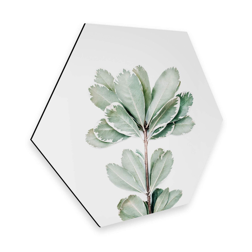 Hexagon Dibond Sisi & Seb - Botanisch