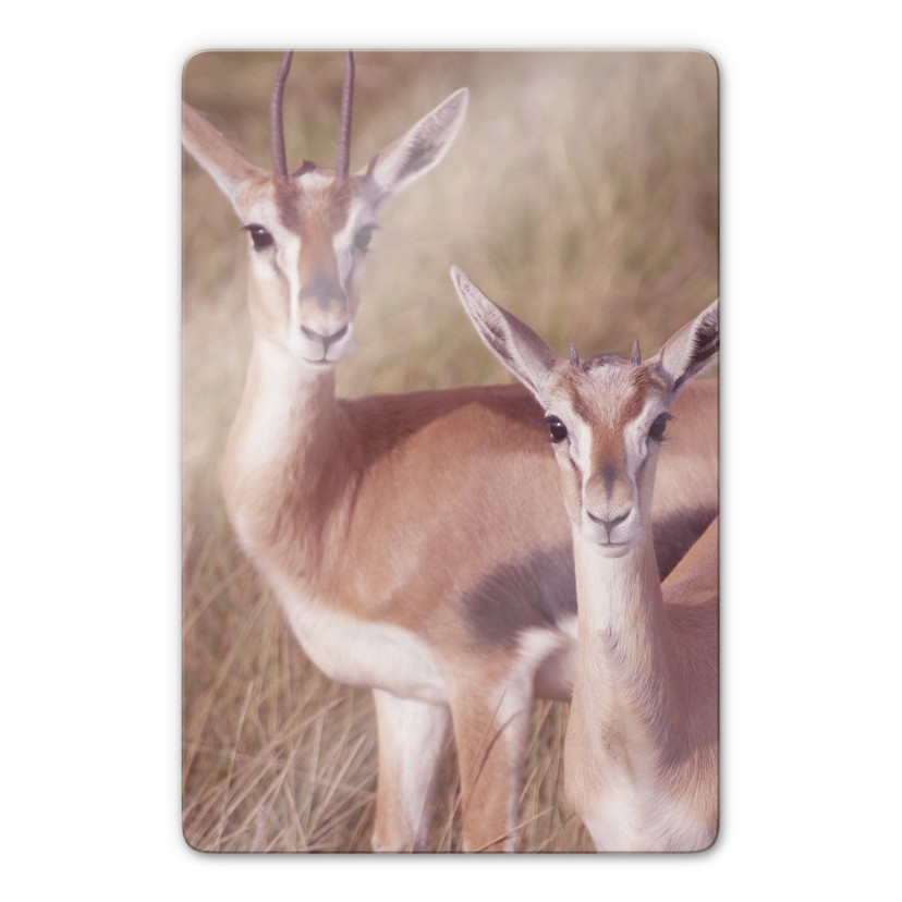 Glasbillede - Antilope