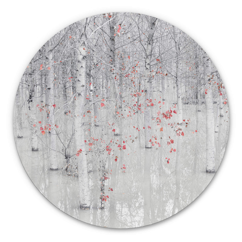 Tableau sur alu-Dibond rond Carozzi - Forêt de bouleaux blancs aux feuilles rouges
