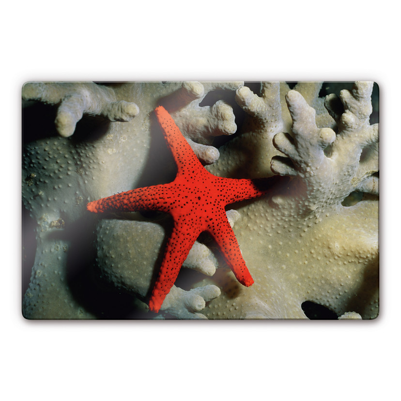 Tableau en verre - Étoile de mer rouge