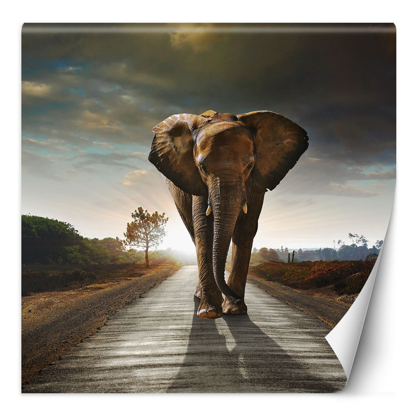 Fototapete, Elefant Tier Weg