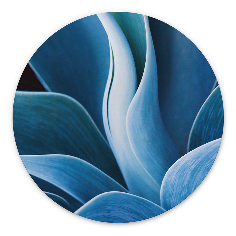 Tableau sur alu-Dibond rond Wechsler - Plantes d'agave