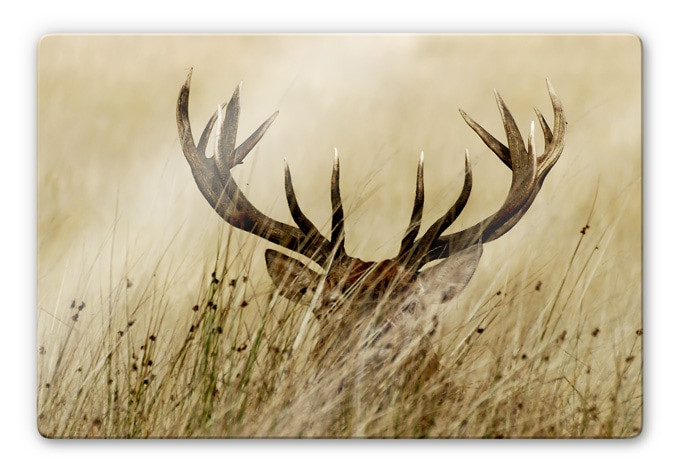 Tableau en verre - Cerf vigilent