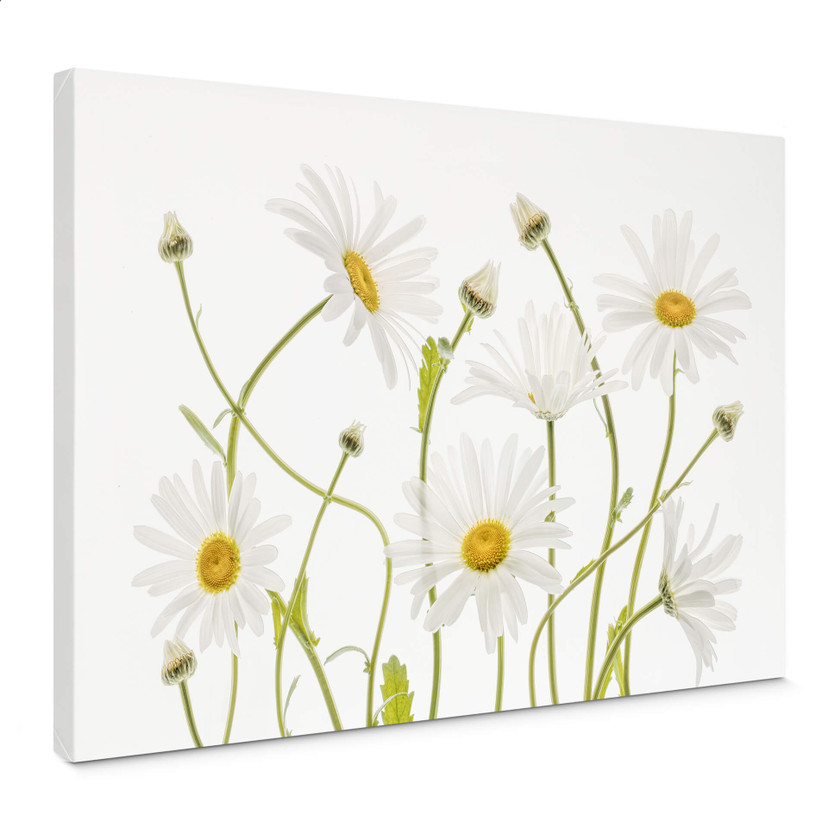 Obraz na płótnie Disher - Ox eye Daisies