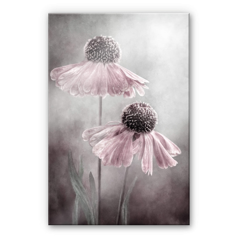 Akrylbillede Disher - Pink duet