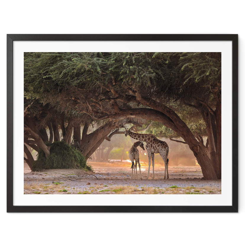 Poster D'Amico - Deux girafes dans la savane namibienne