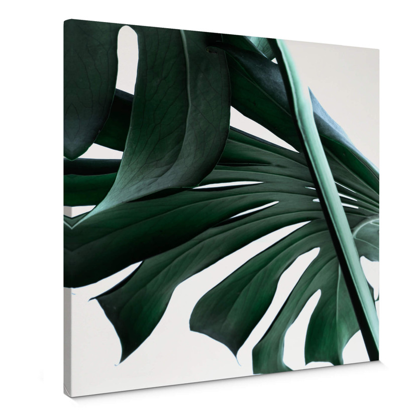 Obraz na płótnie Urban Jungle 02 - Monstera Deliciosa - Kwadrat