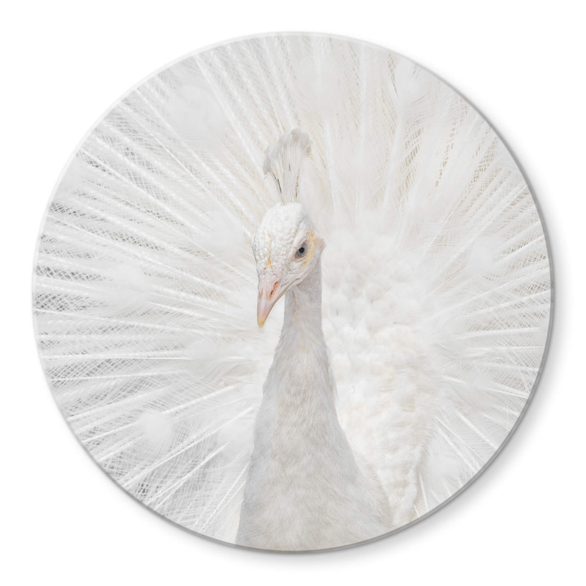 Tableau sur verre Fegari - Paon blanc - Rond