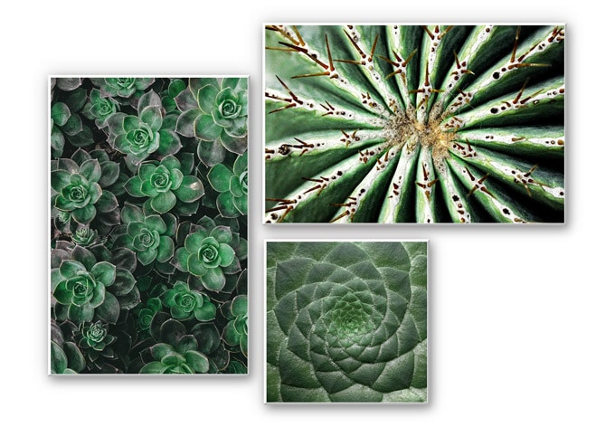 Wanddecoratie Vetplanten (set van 3)