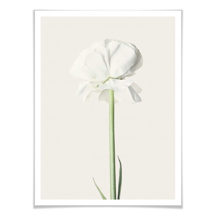 Plakat Ranunculus 03