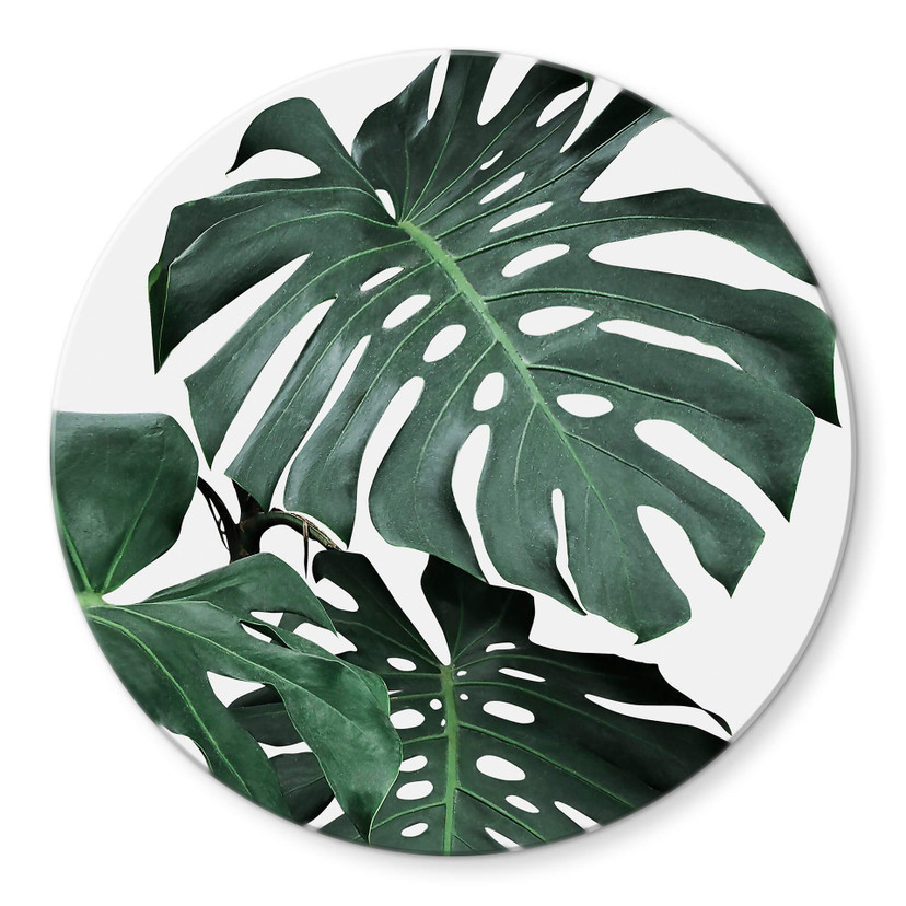 Glasschilderij Rond Sisi & Seb - Monstera