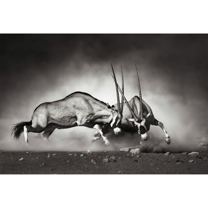Papier peint photo - le duel - 384x260 cm