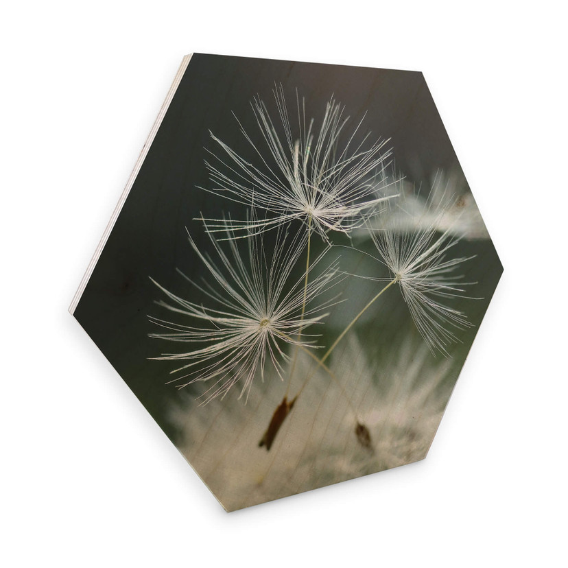 Hexagone - Placage bois de bouleau Delgado - Variété de pissenlits