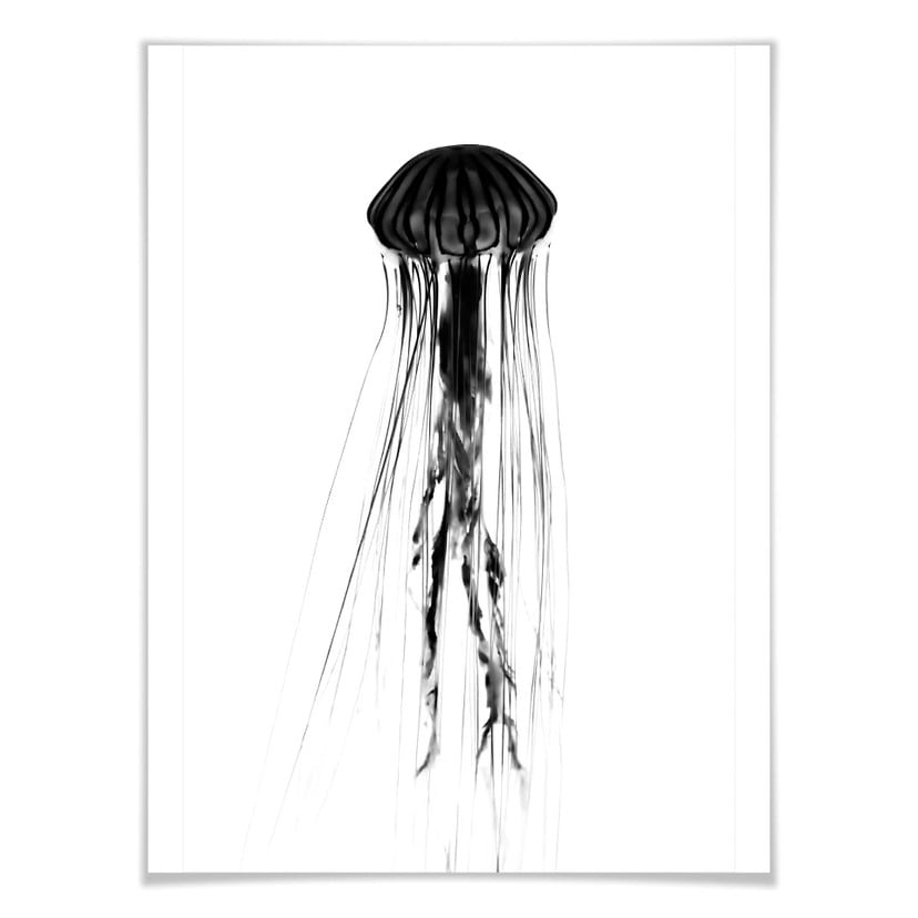 Plakat czarna meduza