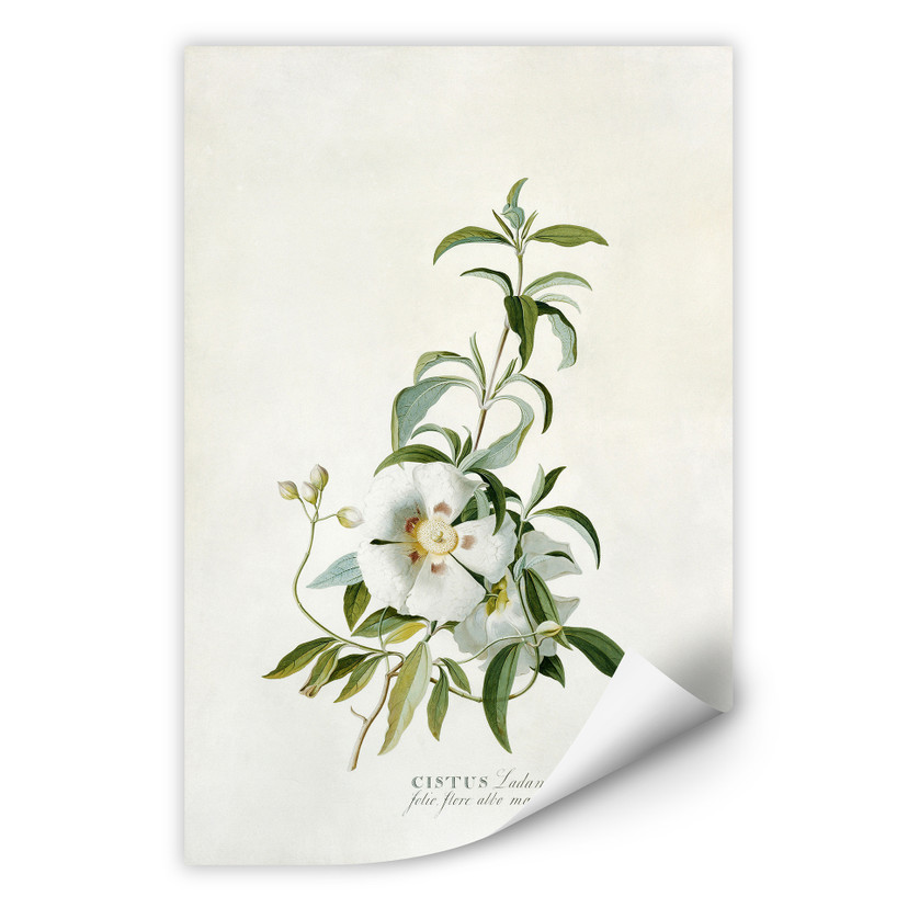 Wallprint W - Ehret - Zistrose