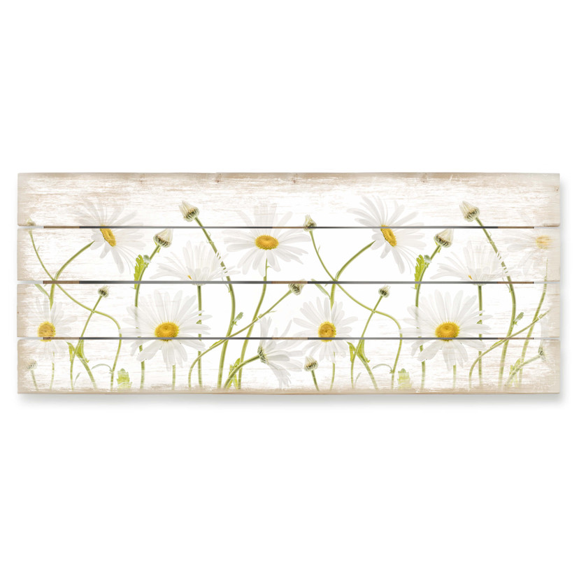 Holzbild Disher - Ox eye Daisies - Panorama - 100x40 cm