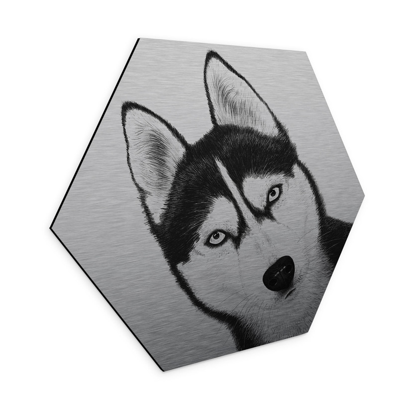 Aluminium Dibond med sølveffekt Siberian husky - Hundeportræt - Korenkova - Hexagon
