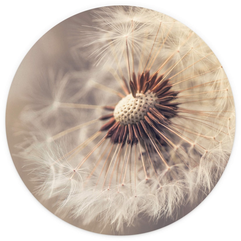 Delgado - Dandelion - Fototapeta okrągła - tapeta flizelinowa/tapeta flizelinowa samoprzylepna