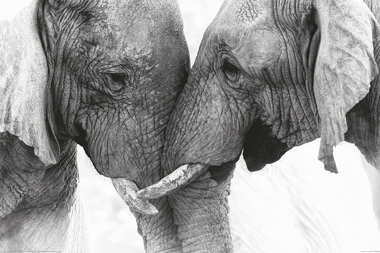 Poster Elephant - Touch, Plakat (120 x 80 cm)