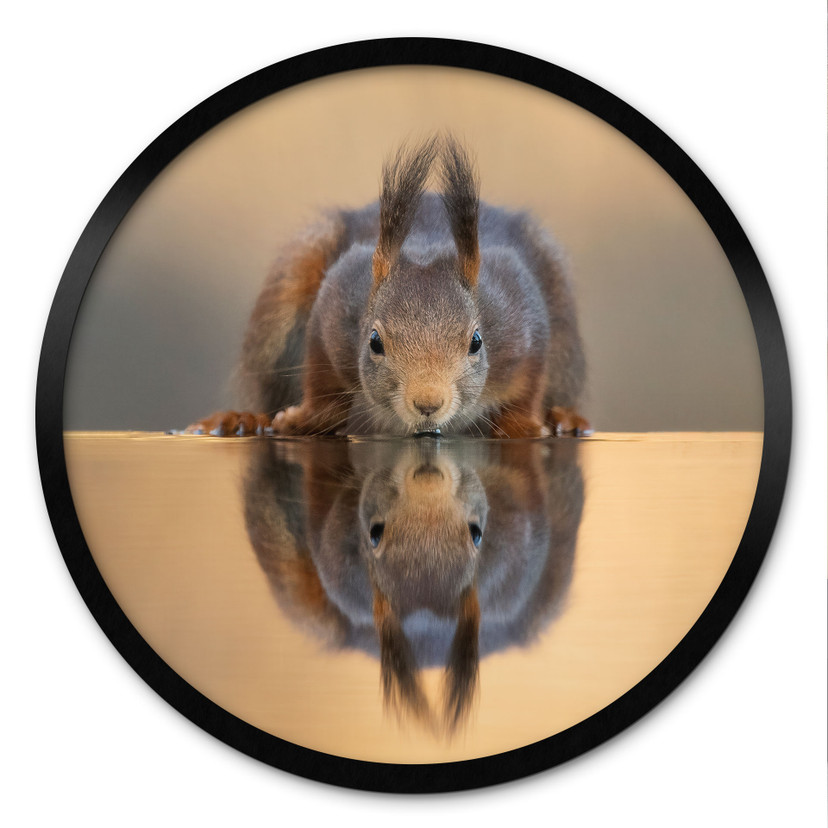 Plakat Round Squirrel by the Water - van Duijn - Round