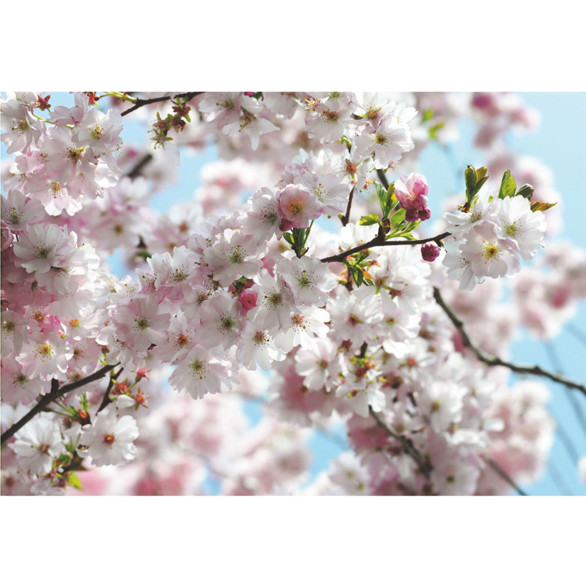 Papier peint photo - papier - Spring