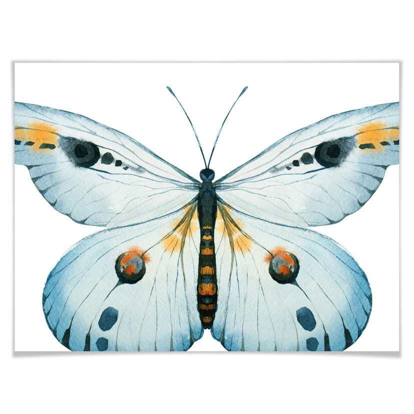 Plakat Kvilis - Butterfly 03