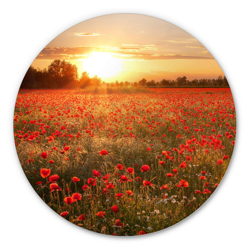 Tableau en Alu-Dibond Champ de coquelicots au coucher du soleil - Rond