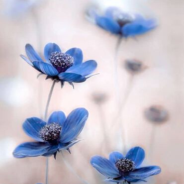 Mandy Disher