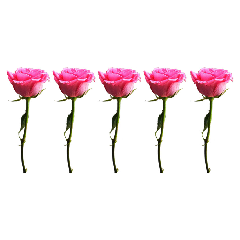 Sticker mural - Bordure Roses