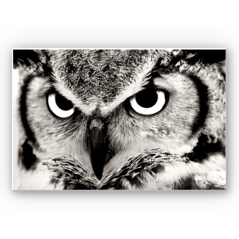 Tableau Forex - Fier hibou