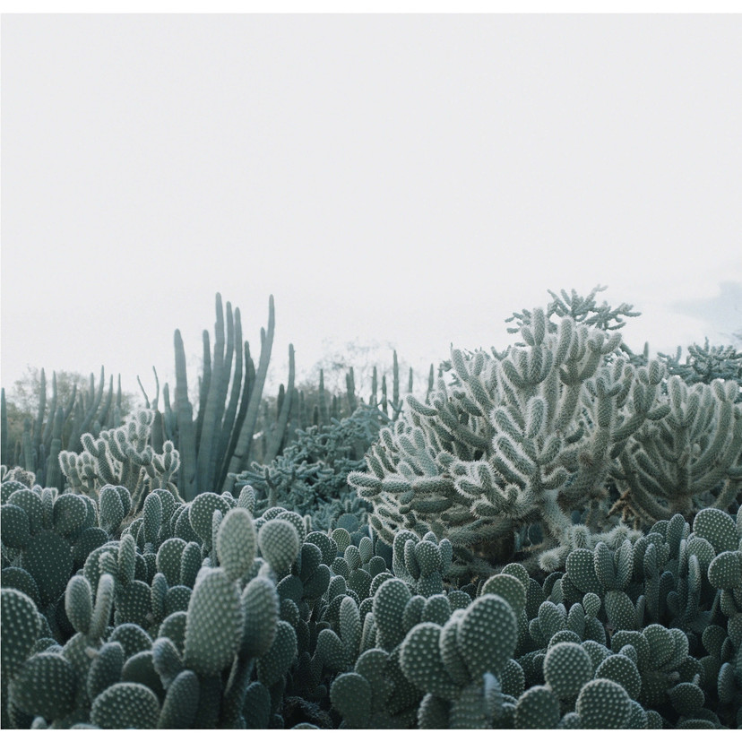 Fototapet Sukkulenter - 288x260 cm
