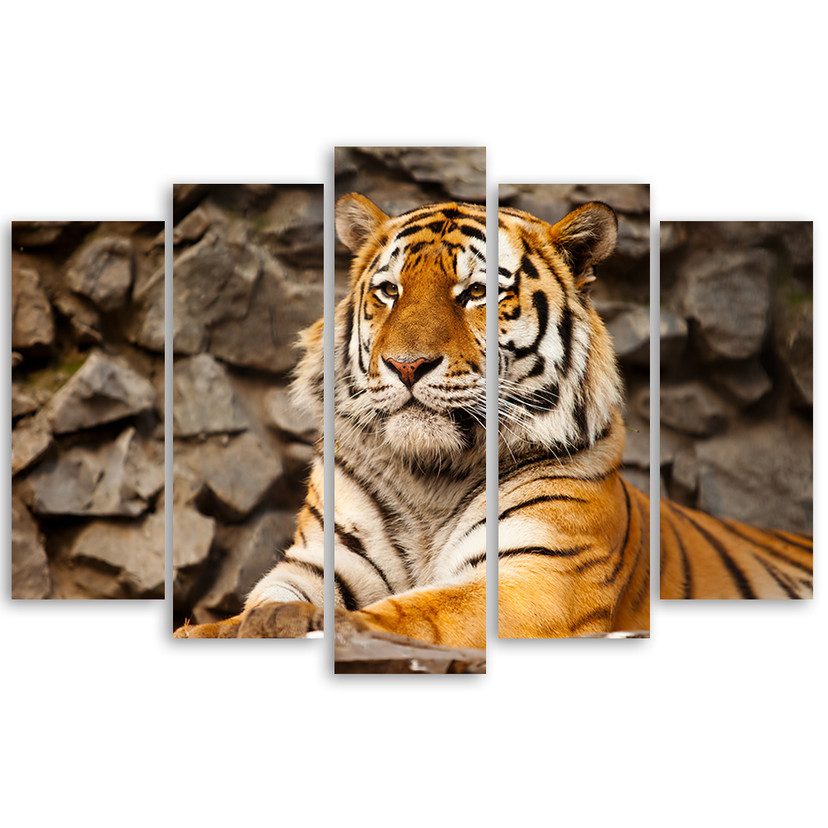Lærred print 5 styk, Afrika tiger dyr