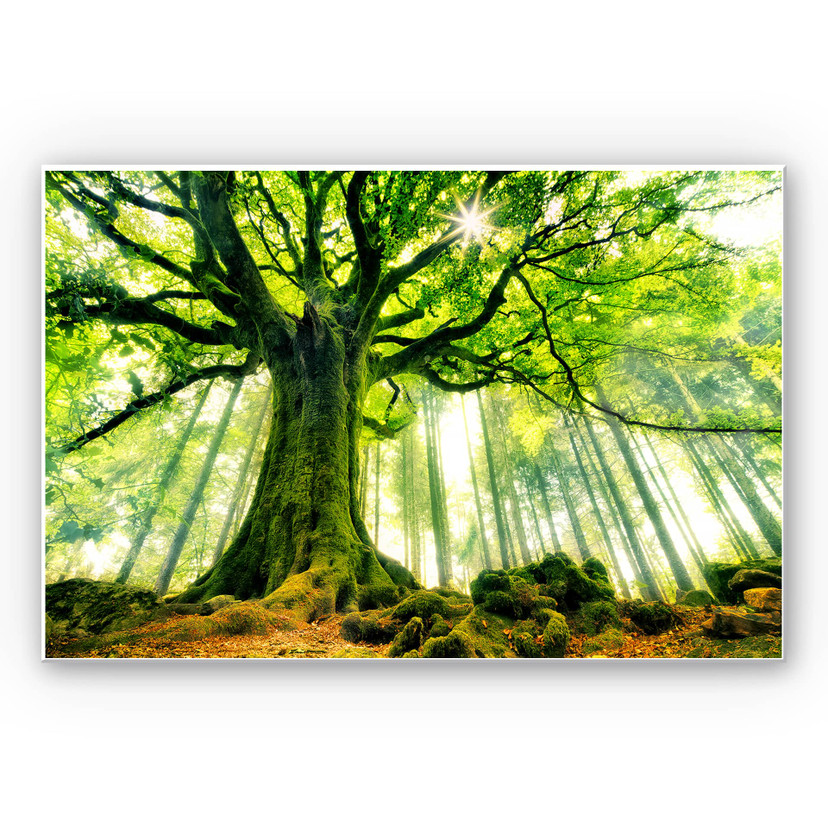 Tableau Forex - Kiciak - Forêt enchantée